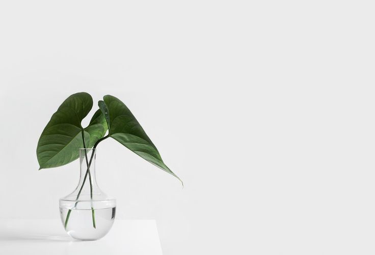 a green plant in a clear, round vase with water in it